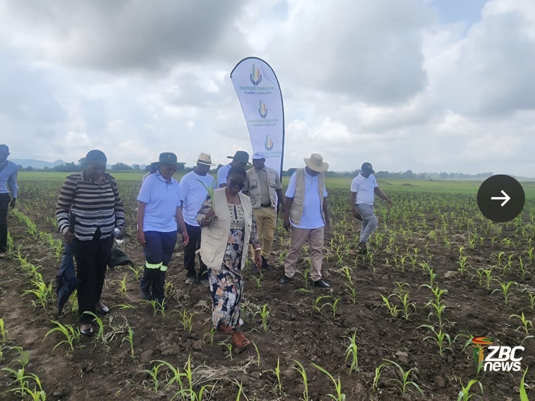 Project stakeholders walking through young crops during a ZBC News visit